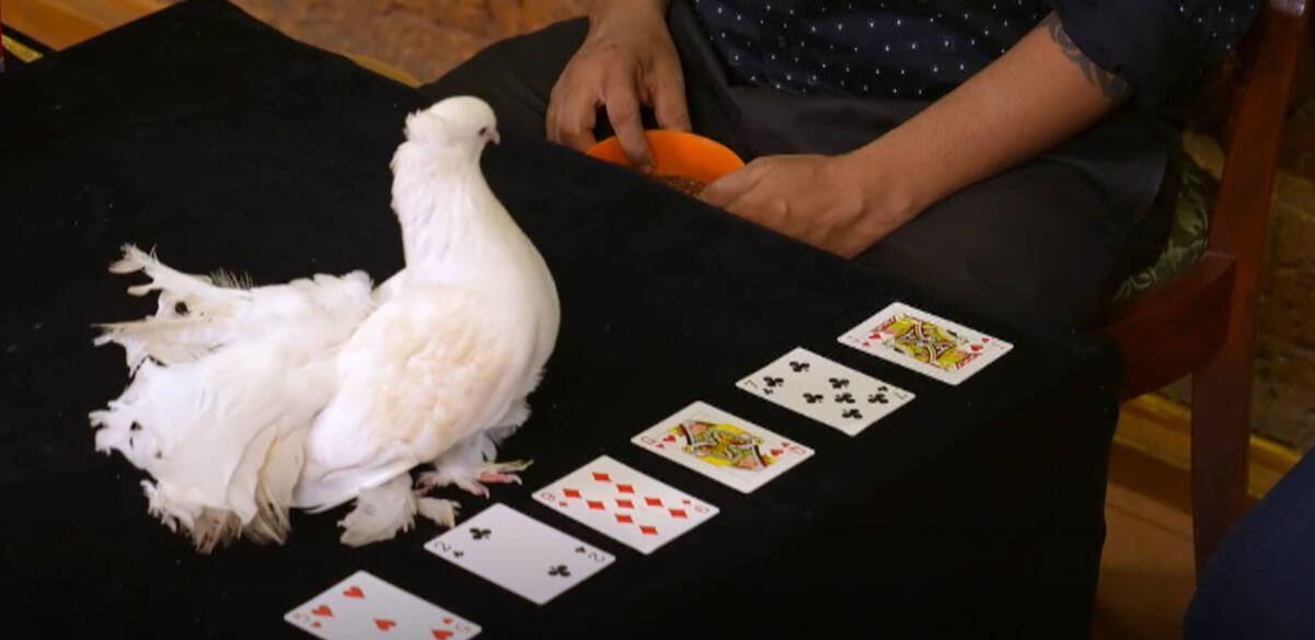 Pickly the Magic Pigeon